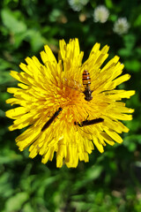 Closeup of flower of Common dandelion (Taraxacum officinale) with three insects