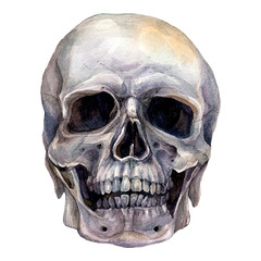 Watercolor Realistic Illustration of Human Skull - 385960387
