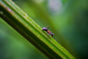 Fototapeta premium Bug from Bulgaria