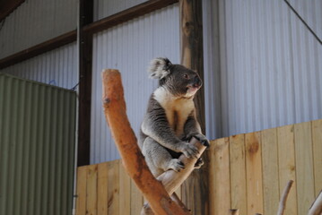 Koalas on the trees in the Symbio Wildlife Park, New South Wales, Australia