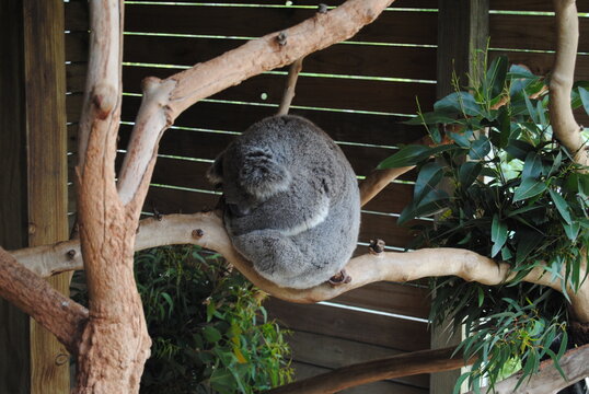 Koalas On The Trees In The Symbio Wildlife Park, New South Wales, Australia