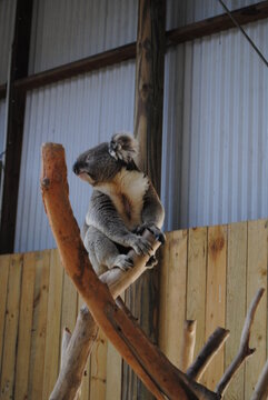 Koalas On The Trees In The Symbio Wildlife Park, New South Wales, Australia