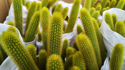 Echinocactus grusonii