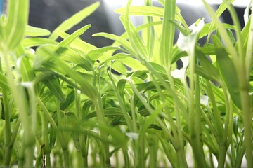 fresh Ipomcea aquatica plant in nature garden