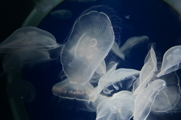 Meduse