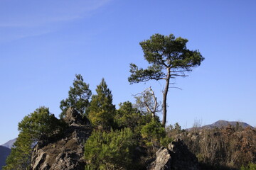 pine tree on a cliff