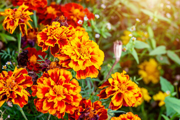 Obraz na płótnie Canvas Fresh bright yellow and orange marigold (Tagetes) flowers in the garden on green grass background in summer and autumn.