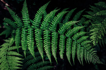 Fern leaf background