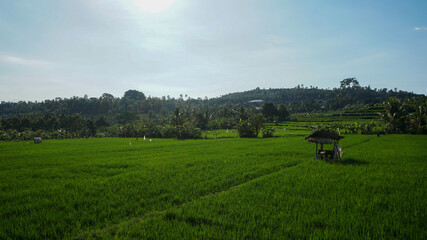 Fototapeta premium Beautiful natural scenery of green rice fields in tropical countryside during the morning