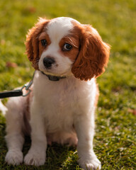 cavalier king charles spaniel