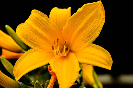 The day lily glows in the morning sun
