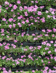pink Catharanthus roseus flower in nature garden