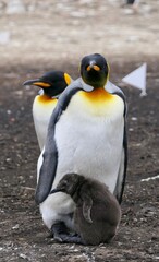King Penguin looking into camera while breeding fluffy chick, Falkland Islands