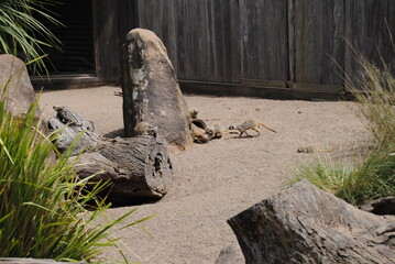 Fototapeta premium Meercat in the zoo in New South Wales, Australia