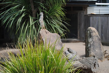 Meercat in the zoo in New South Wales, Australia