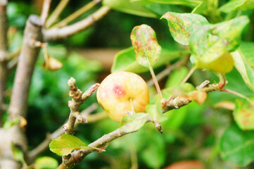 Cherry is hanging on the tree and growing