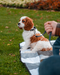 cavalier king charles spaniel