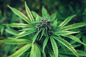 medical cannabis plant nature marijuana