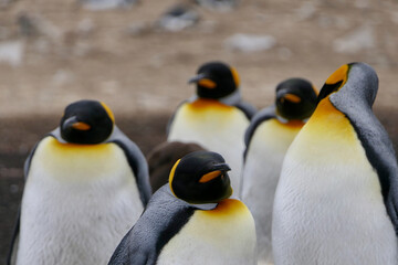 Fototapeta premium King penguin in crowded colony looking into camera, Falkland Islands