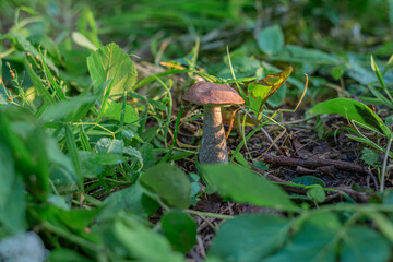 Mushroom Orange-cap boletus growing in the grass. Selected focus