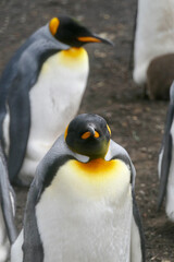 King penguin in crowded colony looking into camera, portrait, Falkland Islands