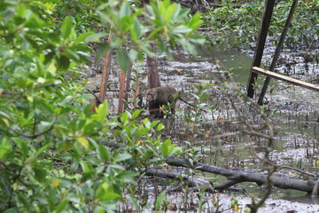 Proboscis monkeys are long-nosed monkeys with reddish brown hair and are one of two species in the genus Nasalis. Proboscis monkeys are endemic to the island of Borneo which is famous for its mangrove