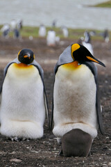 Fototapeta premium King Penguin looking into camera while breeding fluffy chick, Falkland Islands