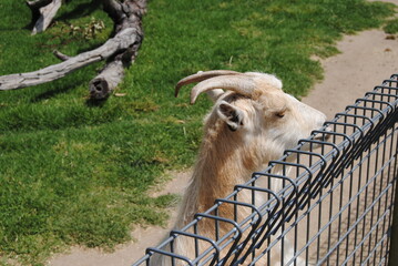 The goat in the Australian zoo