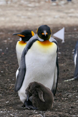 Fototapeta na wymiar King Penguin looking into camera while cuddling fluffy chick, Falkland Islands