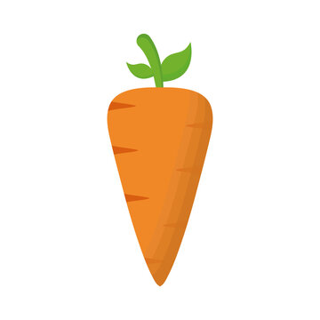Isolated carrot vegetable vector design