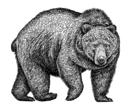 black and white linear paint draw bear illustration