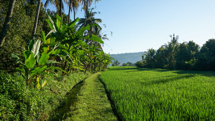 Obraz premium Beautiful natural scenery of green rice fields in tropical countryside during the morning