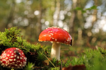 a little red fly agaric mushroom in green moss macro and a brown white bokeh in the background at a sunny day in the forest in autumn
