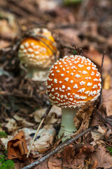 fly agaric mushroom