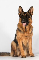 adult german shepherd sitting on white background in studio
