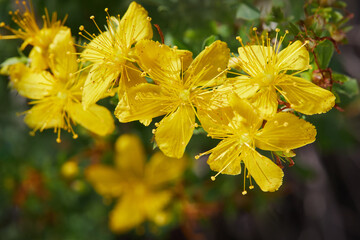 Hypericum flowers (Hypericum perforatum or St John's wort) is growing in the meadow outdoors - obrazy, fototapety, plakaty
