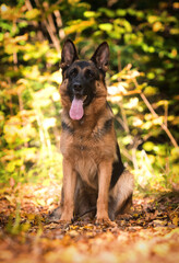 adult german shepherd dog in autumn park