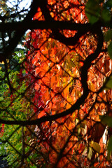 A view of the red wild grape leaves through the lattice on a clear autumn evening.
