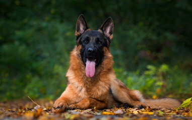 adult german shepherd dog in autumn forest