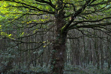 Old and huge tree in front of a wood of smaller trees (North west of France, Brittany)