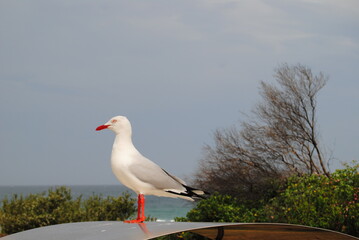 Obraz premium The seagull portrait near the beach in Australia
