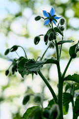 Boraje Flower in Spring