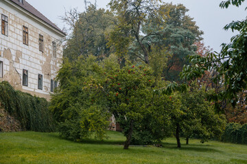 Apple tree near Vimperk (Winterberg) castle, Renaissance chateau in the national park and protected landscape area of Sumava, South Bohemia, Czech Republic