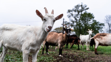 Naklejka na ściany i meble Herd of Livestock Goats Roaming in Fields. Farming and farm Animals Concept.
