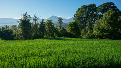 Obraz premium Beautiful natural scenery of green rice fields in tropical countryside during the morning