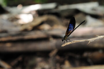 Dragnofly  that stops at a tree branch