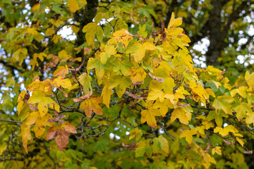 Farbenfrohe Blätter im Herbst 
