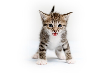 Fototapeta na wymiar Striped kitten in a playful pose on a white background