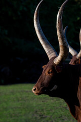 Africa Tanzania cow in day time side view of the face with long horns.