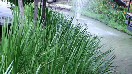grass and fountain in the lake